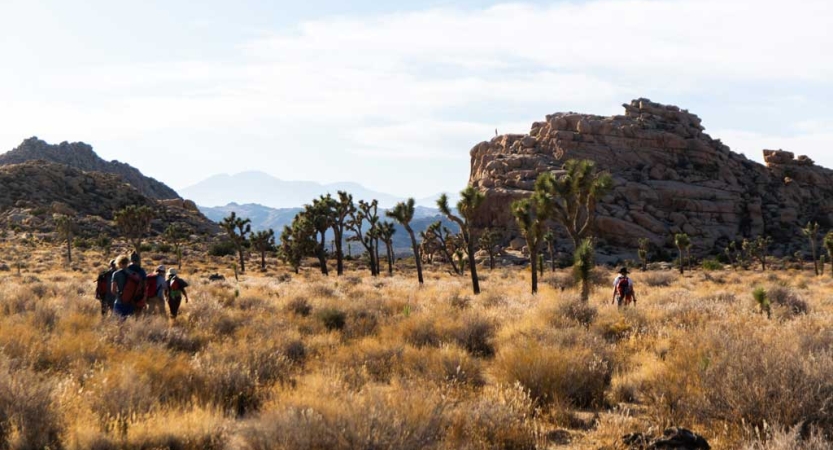 A group of people hike through a desert landscape, with brown grasses, Joshua Trees and large rock formations in the distance. 